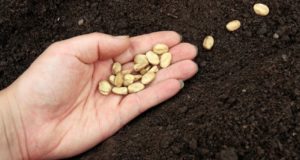 New Gov’t Proposal Threatens Heirloom Seeds