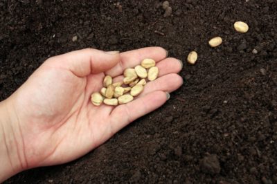 usda proposal heirloom seeds gmo