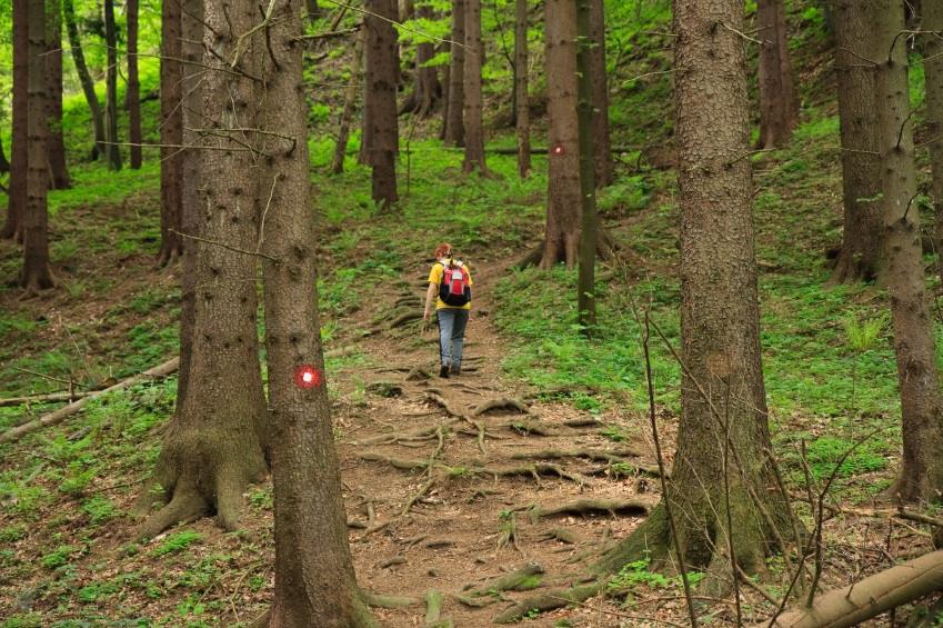 self-defense weapons woods wildnerness guns