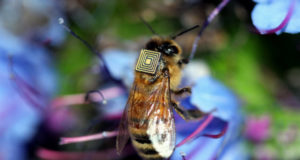 Bee Colony Collapse Breakthrough?