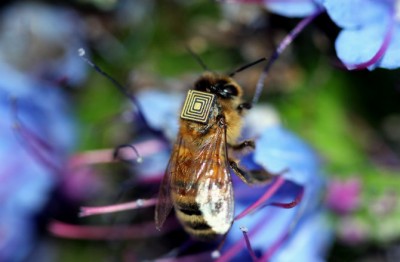 honeybee sensors australia