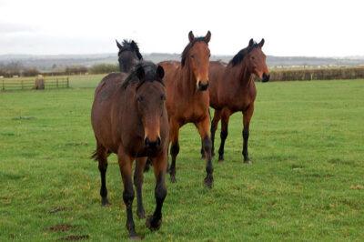 bald eagles horses farmer fine