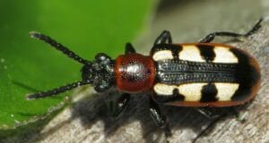 Stop Summer Garden Beetles Without Using Chemicals