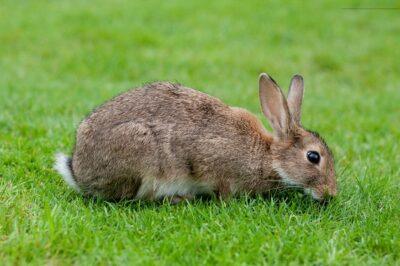 raising rabbits