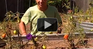 How to Grow Larger Tomatoes, Peppers and Zucchini Than Your Neighbor