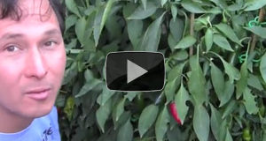 10 Reasons Why You Should Grow More Peppers and Less Tomatoes in Your Garden