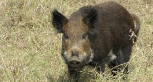 Trapping Wild Hogs Is Easy With This DIY Pen
