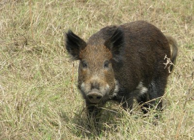 wild hog trapping how to