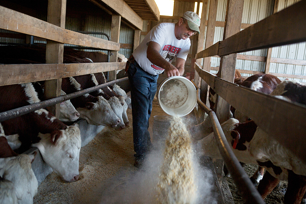 Antibiotics livestock dangers