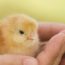 Spring Guide To Raising Healthy Chicks