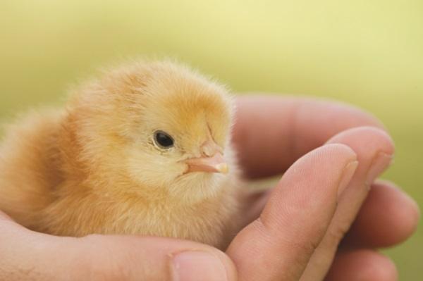 chicks brooder