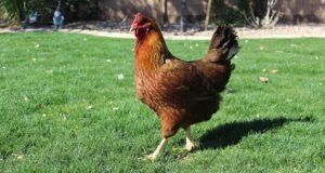 Getting Started With Backyard Chickens