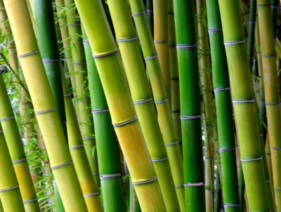 many uses of bamboo