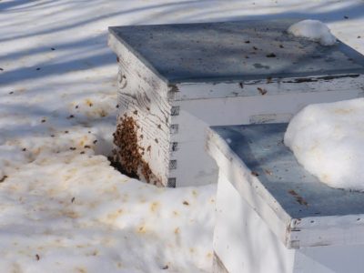 bees winter deaths