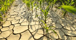Sky High Food Prices Ahead Due To California Mega Drought