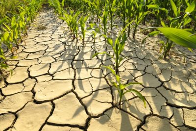 California drought food shortage