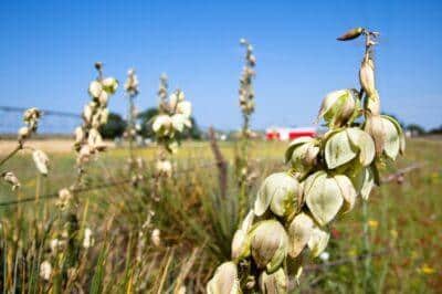 edible roadside weeds