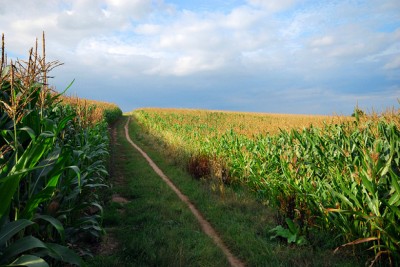 gmo scientist whistleblower