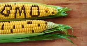 Former Gov’t Scientist: GMOs A Silent Killer