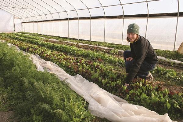 high tunnel garden