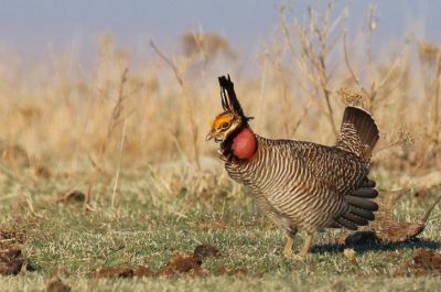 lesser prairie chicken threatened species list