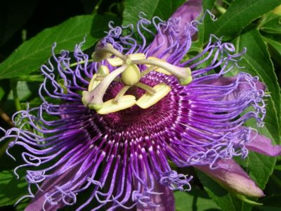 Healing power of passionflower