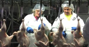 New Contaminated Poultry Risks