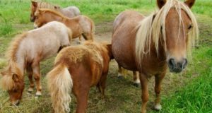 The Shetland Pony: Ultimate Homestead Helper