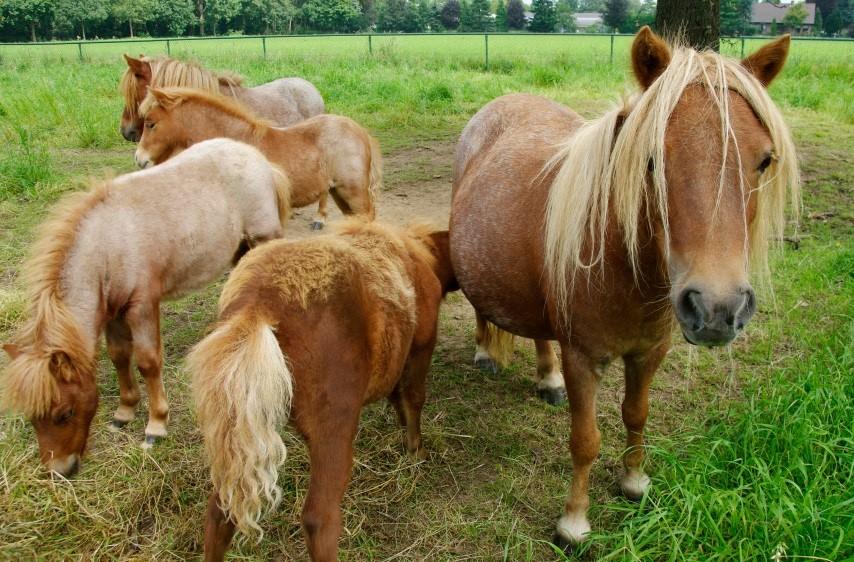 shetland pony homestead