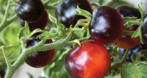 Non-GMO Purple Tomatoes Fight Disease?