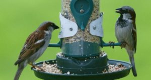 5 Ways to Attract Beautiful Birds to Your Yard