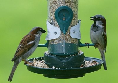 attracting birds to your yard