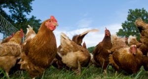 5 Simple Tips For Spotting And Treating Common Chicken Illnesses