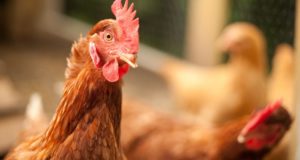 7 (More) Simple Tips For Spotting And Treating Common Chicken Illnesses