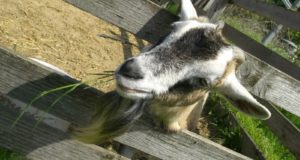 Off-Grid ‘Cure-All’ That Could Come From Your Goats?