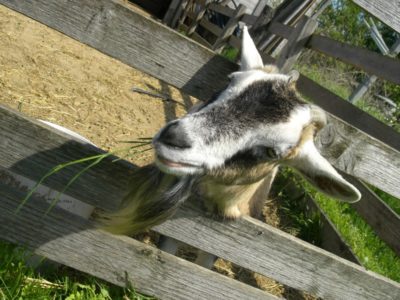 goat colostrum