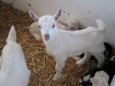 goat colostrum