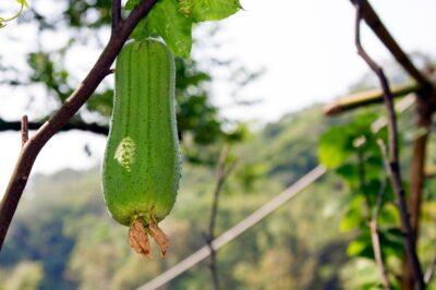 loofah gourd