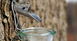 Step By Step Guide To Homemade Maple Syrup Straight From The Tree