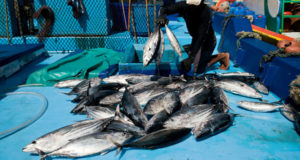 Fukushima Aftermath: Radiation Levels In US Tuna Triple