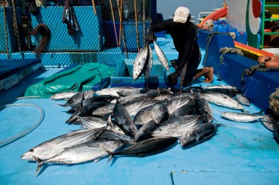 tuna oregon radiation fukushima