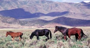 County Tells Feds: Remove Wild Horses Or We Will