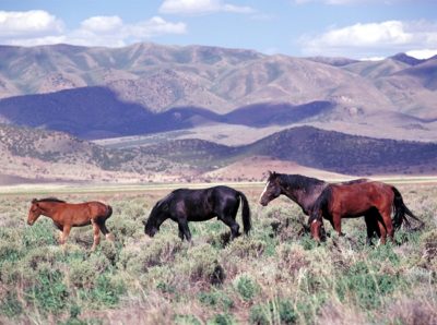 Wild horses Iron County Utah
