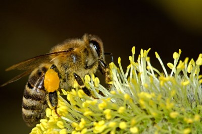 bees gardening