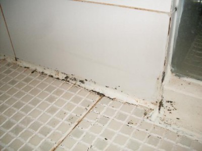 getting rid of mold and mildew