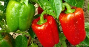 Easy Gardening: Tips For Growing 4 Popular Peppers