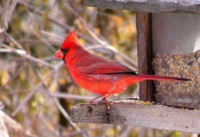 Attracting birds