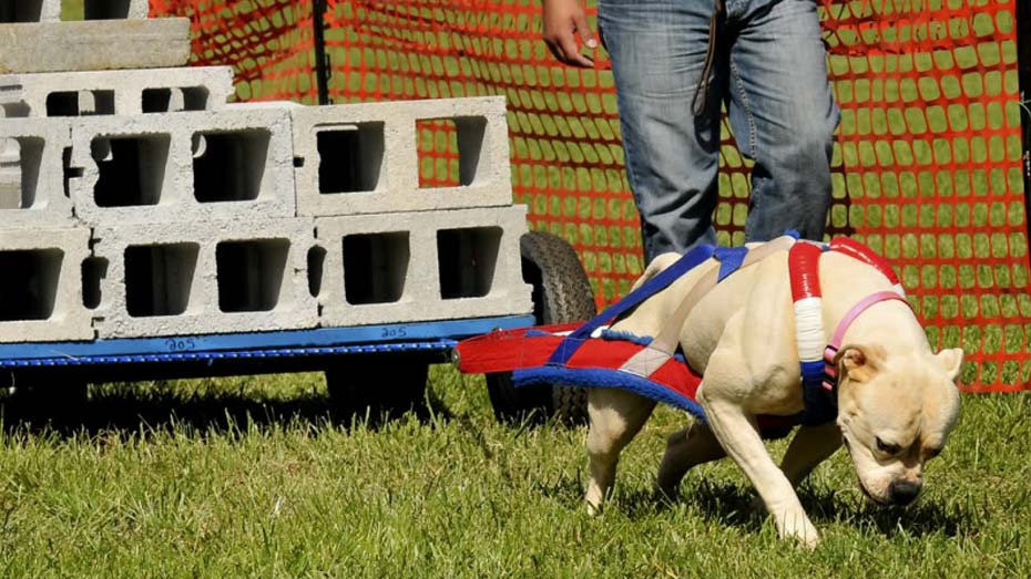 dog harness for pulling wagon