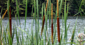 Cattails: The Survival Food That’s Great Anytime