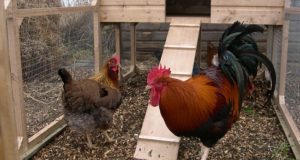 The All-Natural Way To Clean And Refresh Your Chicken Coop